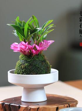 七彩香水石斛兰水培苔藓球