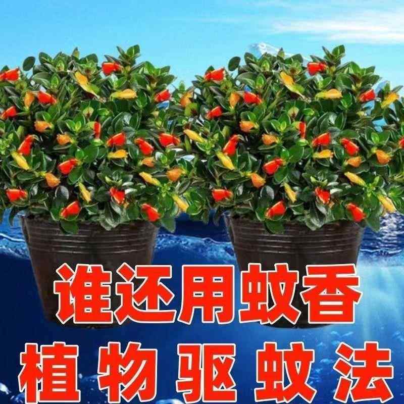 【驱蚊驱虫】金鱼吊兰盆栽室内客厅卧室好养耐热寒花卉绿植吸甲醛,淘宝优惠券,粉丝福利购,淘宝优惠卷