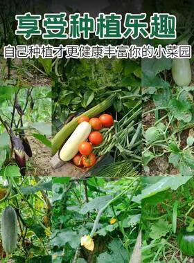 蔬菜种孑四季播种萝卜香菜