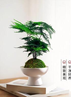 苔藓球文竹水培盆栽办公室
