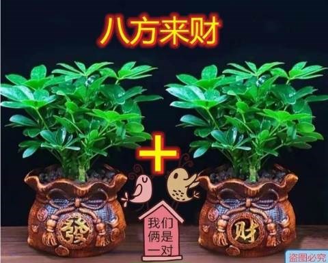 摇钱树植物七叶莲盆栽室内鸭脚木花卉盆栽室内花卉盆栽四季常青