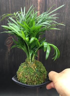 苔藓球袖珍椰子散尾葵水培