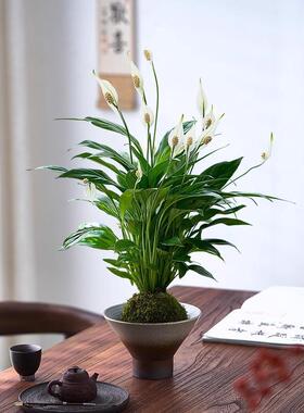 一帆风顺白掌盆栽水培植物