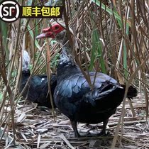 Guizhou farmhouse scattered duck and duck dry duck red face duck now killing now and half only with a net weight of more than 3 catties