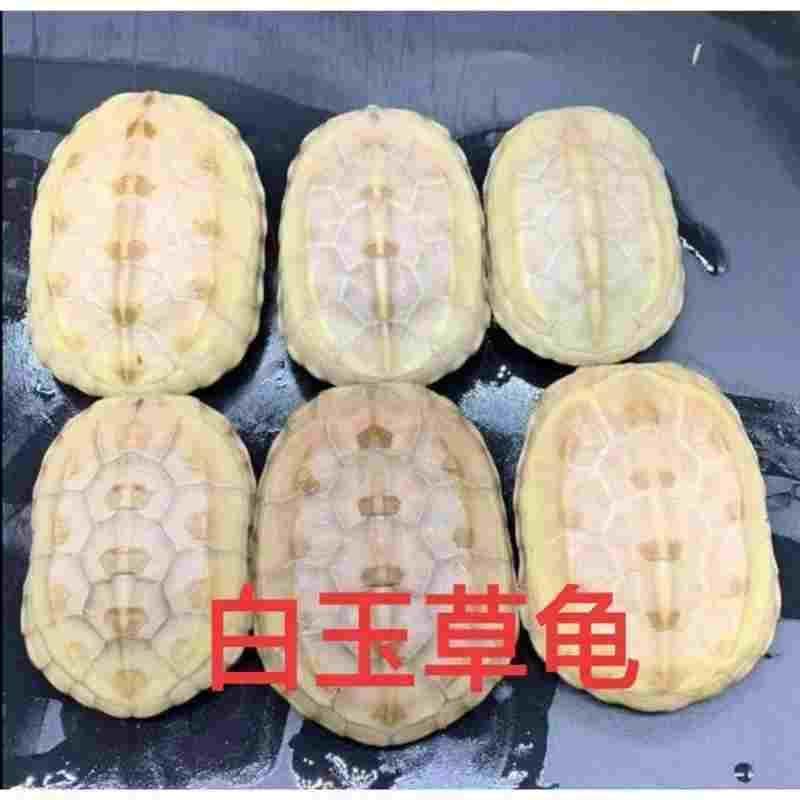 白玉龟顶墨龟全黑小乌龟活体宠物外塘深水龟情侣一对观赏白化草龟,淘宝优惠券,粉丝福利购,淘宝优惠卷