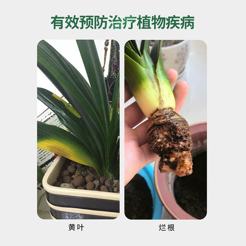 速发金钱树肥料专用肥营养液花肥防黄室内盆栽养花用植绿通卉型肥 - 图2