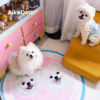 AikeDear pet custom carpet birthday gift