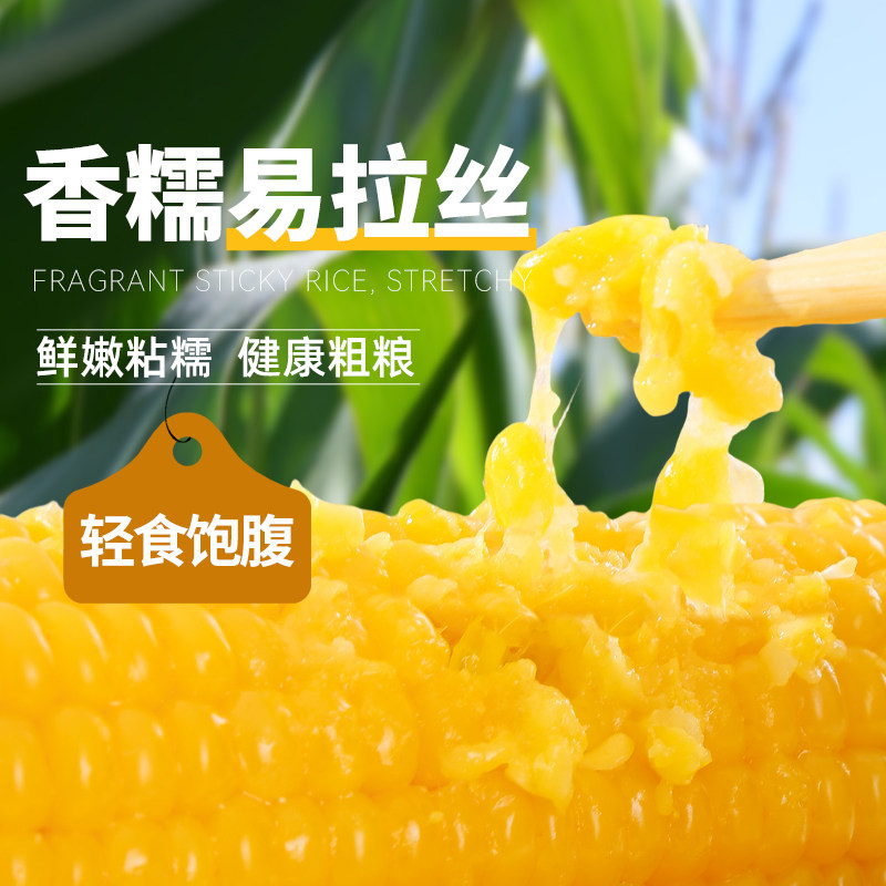灶小美内蒙古黑糯玉米新鲜非东北即食粘黏苞米黑玉米代餐粗粮早餐