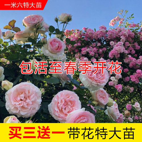 蔷薇花苗爬藤月季庭院阳台藤蔓植物龙沙宝石大花玫瑰爬墙藤本月季 - 图3