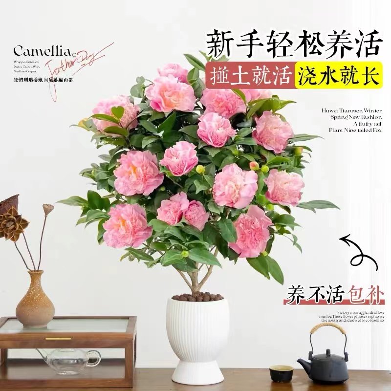 四季茶花树苗带花苞盆栽香妃山茶花室内绿植红赤丹花四季常青好养,淘宝优惠券,粉丝福利购,淘宝优惠卷