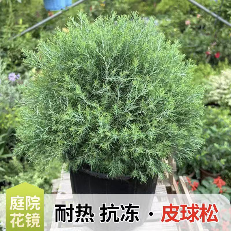 皮球松盆栽阳台室外地栽多年生耐寒耐热四季常绿松柏球花镜植物,淘宝优惠券,粉丝福利购,淘宝优惠卷