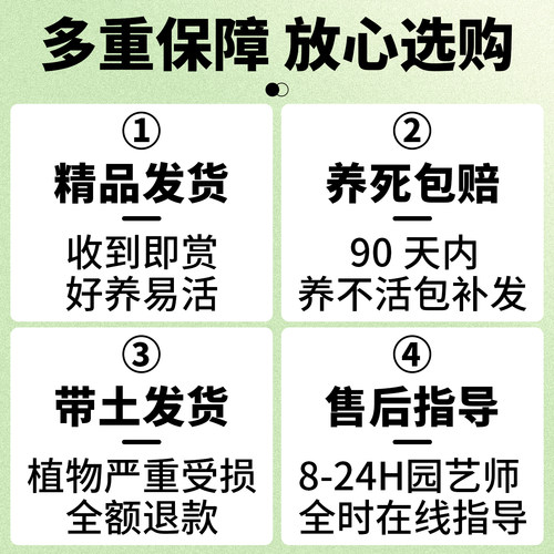 牡丹花树苗庭院地栽大苗缠枝花带芽苞观赏牡丹花重瓣大花树苗浓香 - 图3