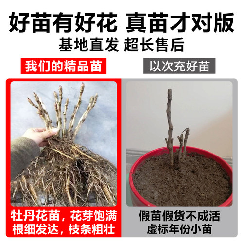 牡丹花树苗庭院地栽大苗缠枝花带芽苞观赏牡丹花重瓣大花树苗浓香 - 图2
