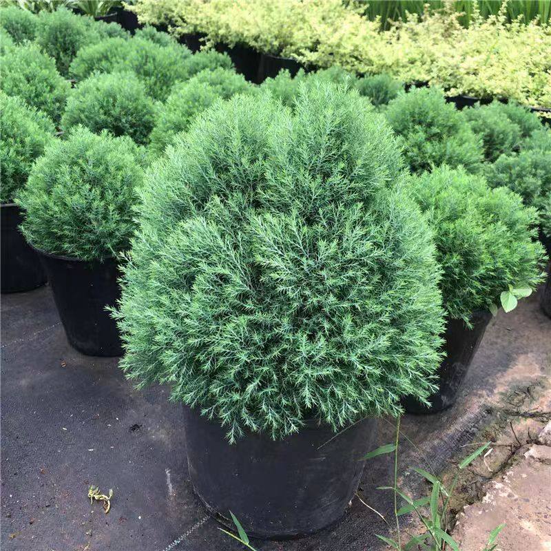 皮球松盆栽阳台室外地栽多年生耐寒耐热四季常绿松柏球花镜植物,淘宝优惠券,粉丝福利购,淘宝优惠卷