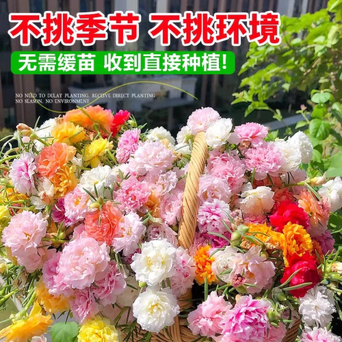 重瓣太阳花苗大花盆栽室内外庭院宿根混色植物绿植花卉多季开花 - 图1
