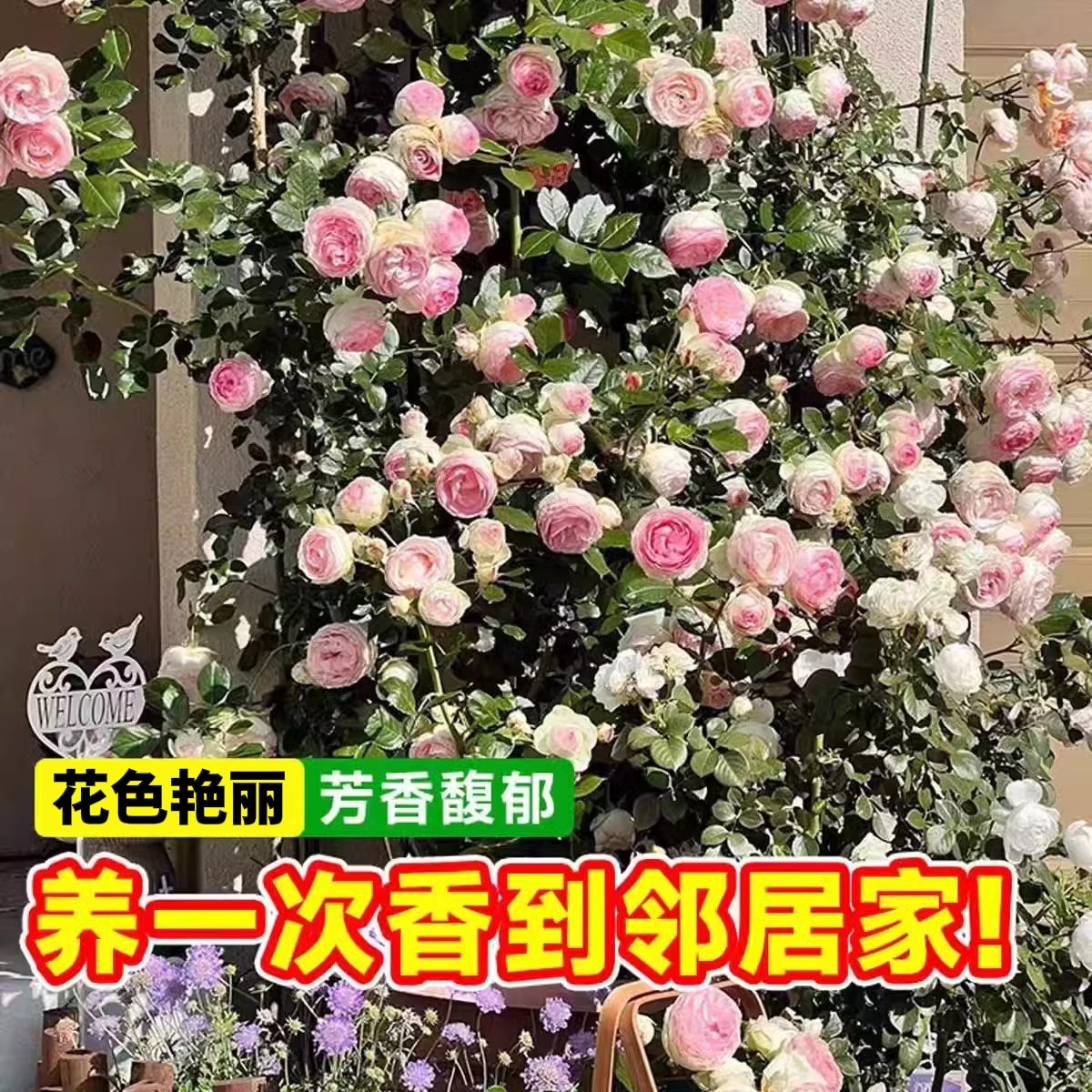 蔷薇藤本月季花苗特大花浓香型庭院爬藤四季盆栽阳台玫瑰爬墙植物,淘宝优惠券,粉丝福利购,淘宝优惠卷