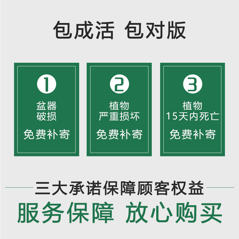 桂花树苗八月黄金桂丹桂庭院大型别墅地栽盆栽植物耐寒四季桂绿化 - 图1