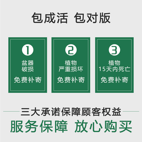 桂花树苗八月黄金桂丹桂庭院大型别墅地栽盆栽植物耐寒四季桂绿化 - 图1