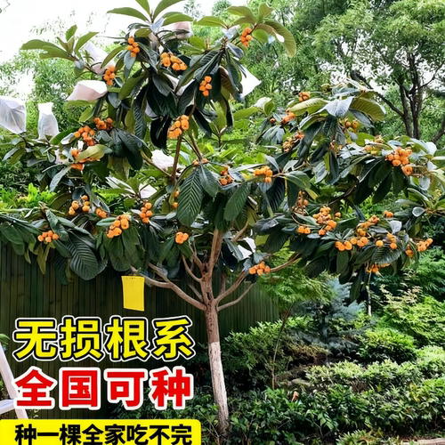 枇杷果苗无核砂糖枇杷苗无核枇杷树苗嫁接盆栽特大庭种植当年结果 - 图3
