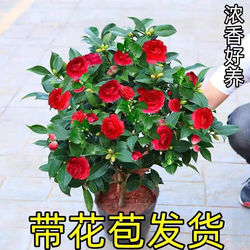 四季茶花树苗带花苞盆栽香妃山茶花室内绿植红赤丹花四季常青好养,淘宝优惠券,粉丝福利购,淘宝优惠卷