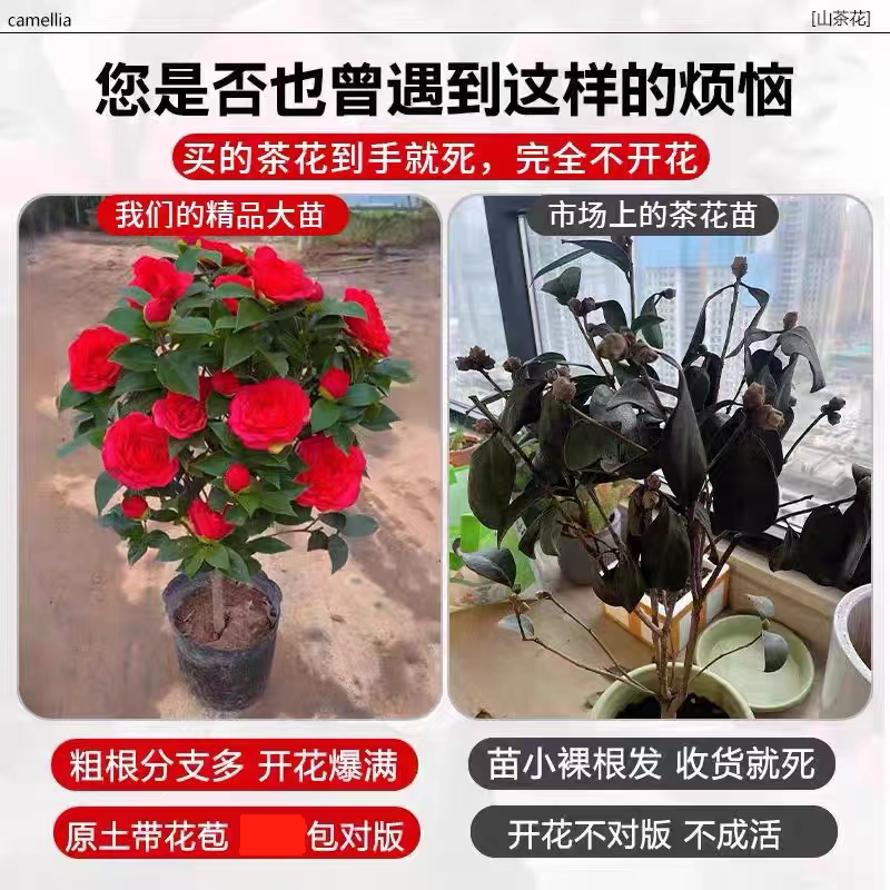 四季茶花树苗带花苞盆栽香妃山茶花室内绿植红赤丹花四季常青好养,淘宝优惠券,粉丝福利购,淘宝优惠卷