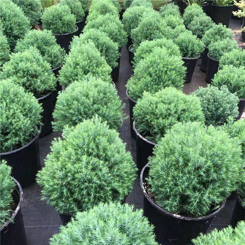 皮球松盆栽阳台室外地栽多年生耐寒耐热四季常绿松柏球花镜植物,淘宝优惠券,粉丝福利购,淘宝优惠卷