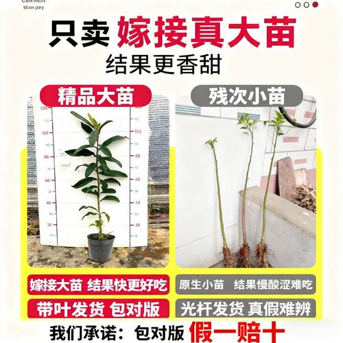 枇杷果苗无核砂糖枇杷苗无核枇杷树苗嫁接盆栽特大庭种植当年结果 - 图1