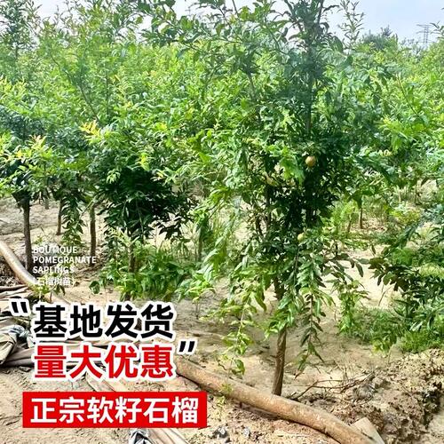石榴树树苗突尼斯软籽石榴苗地栽庭院果树特大带土无籽甜石榴树苗 - 图0