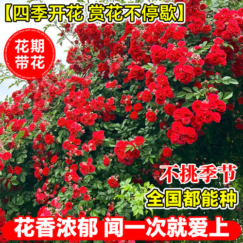 四季爬藤红木香花苗爬藤植物庭院花卉盆栽重瓣黄木香无刺蔷薇花苗 - 图3