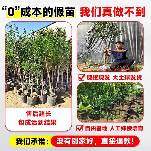 石榴树树苗突尼斯软籽石榴苗地栽庭院果树特大带土无籽甜石榴树苗 - 图1