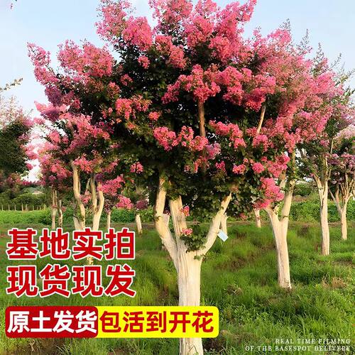 红紫薇树苗庭院花卉大苗植物室外红紫薇花苗别墅绿化盆栽多季开花 - 图3