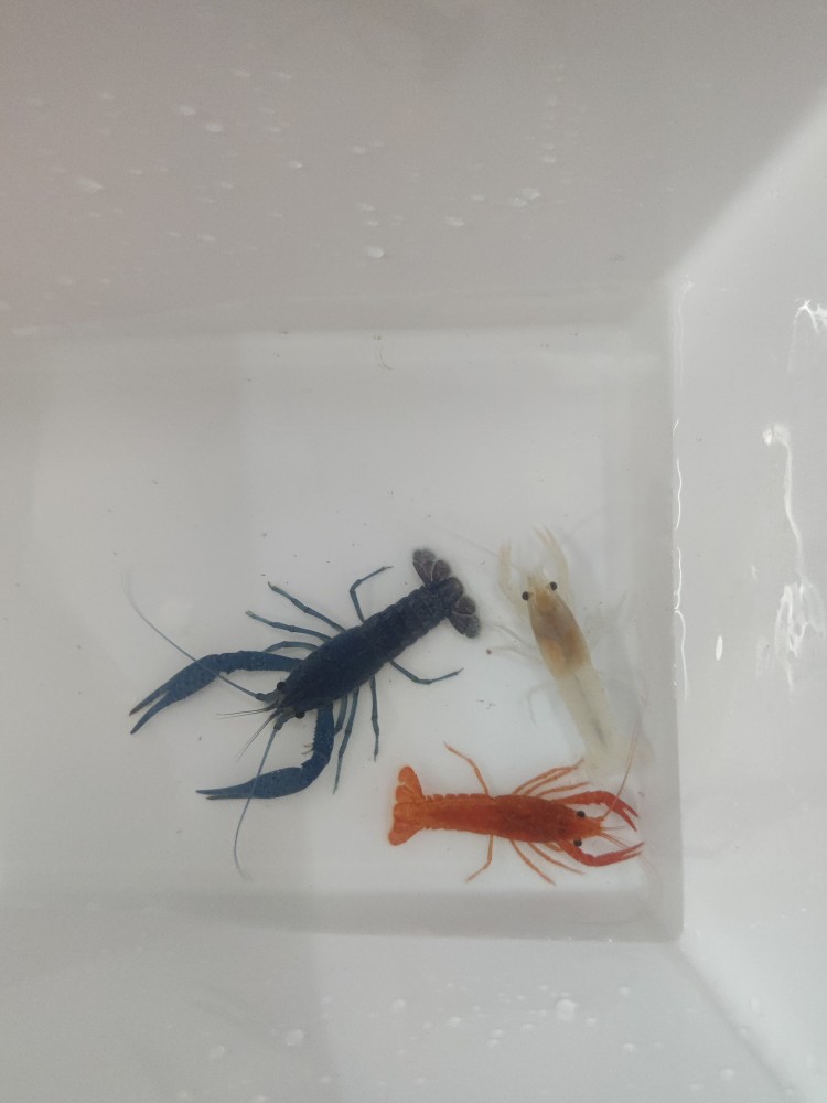 鳌虾观赏虾淡水冷水族耐活体宠物红白蓝色小龙虾佛蓝新手鳌虾好养 - 图2