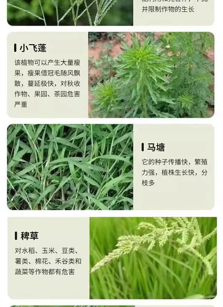 白菜萝卜苗后除草封闭烂根剂不伤苗菜地强力除杂草一扫光专用剂-图1