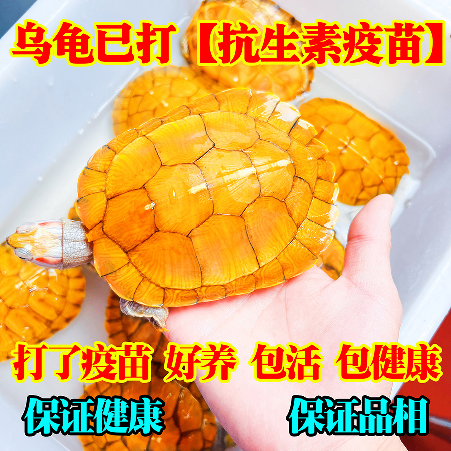 黄金招财小乌龟金钱金龟活体活物乌龟稀有情侣龟深水浅水鱼缸可养 - 图1