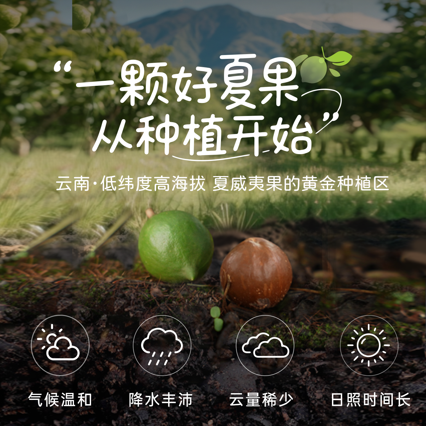 夏果妈妈云南夏威夷果大颗粒有机坚果原味无添加孕妇健康年货500g,淘宝优惠券,粉丝福利购,淘宝优惠卷