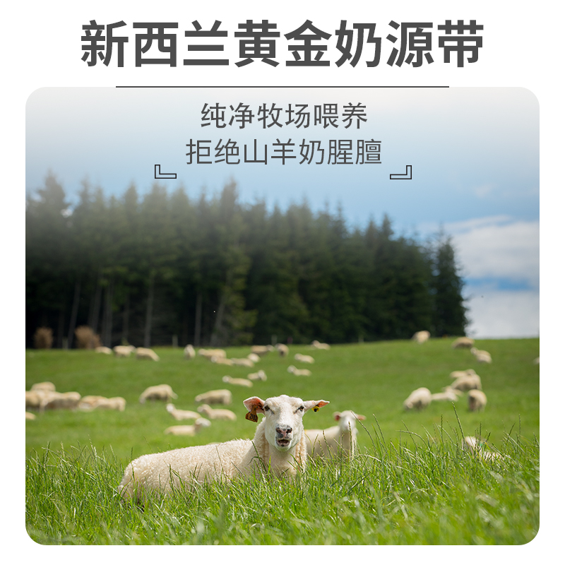 SpringSheep春绵新西兰中老年绵羊奶粉无蔗糖800g - 图1