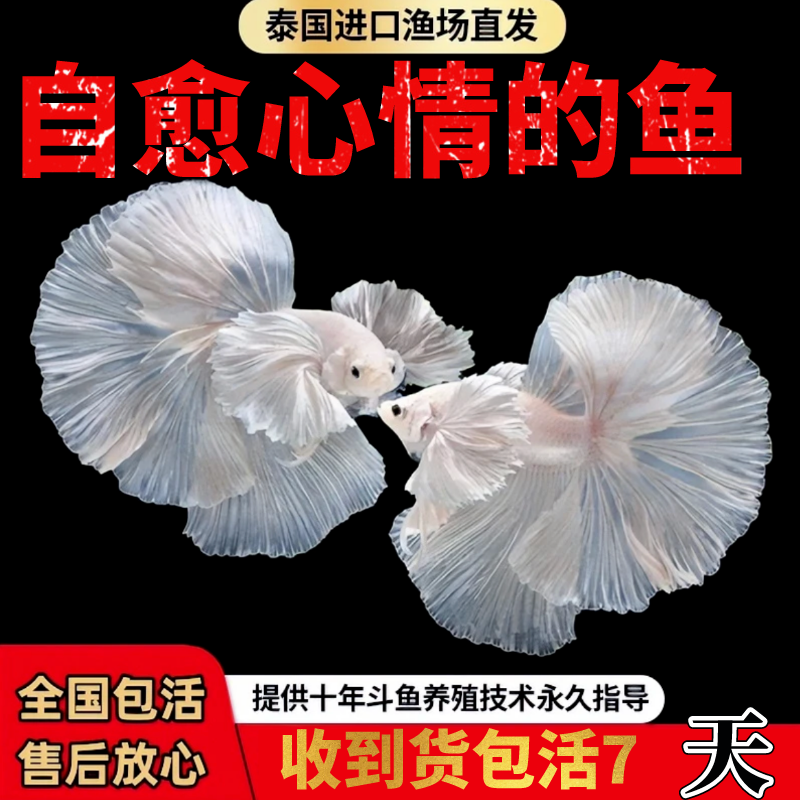 泰国斗鱼仙女款半月纯白超美母鱼网红宠物淡水小型热带好养观赏鱼 - 图2