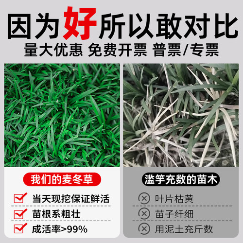 矮麦冬草庭院别墅沿阶草苗四季常青园林工程绿化植物细叶麦冬草苗 - 图1