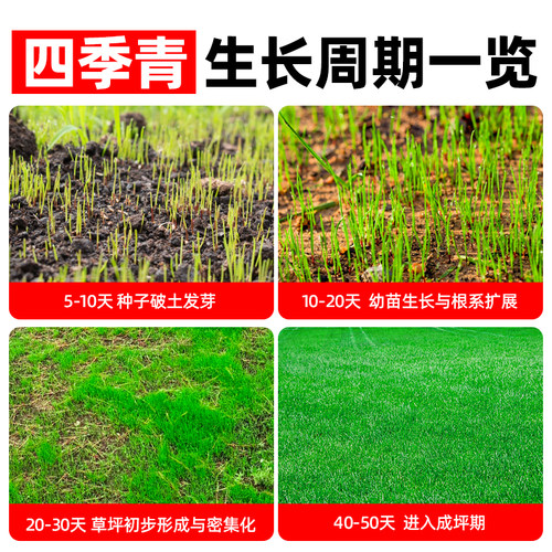 进口四季青草籽耐寒耐旱矮生耐践踏庭院别墅绿化小区公园草坪种子 - 图1