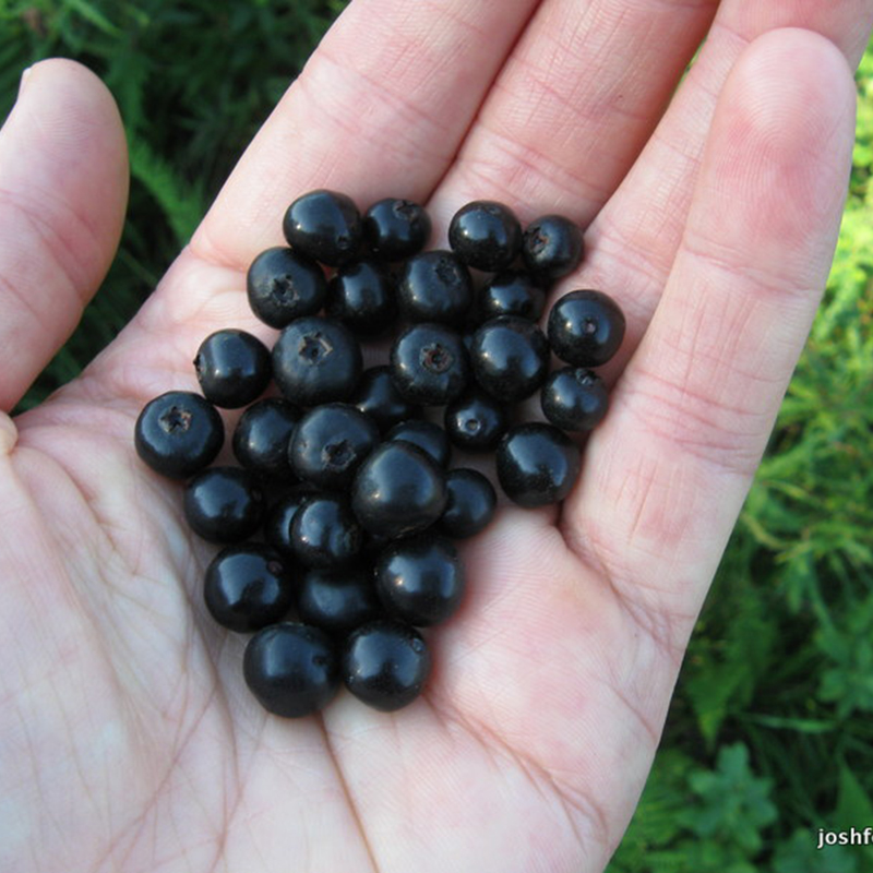 【MARSEED火星家】传家宝 Huckleberry 花园哈克贝利浆果种子籽 - 图2