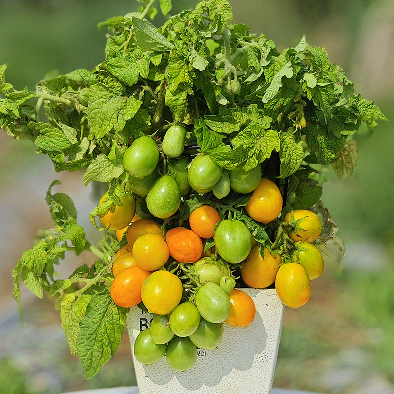 虎纹樱桃黄番茄种子种苗矮生盆栽金纹迷你果清甜微苦观赏蔬菜C012,淘宝优惠券,粉丝福利购,淘宝优惠卷