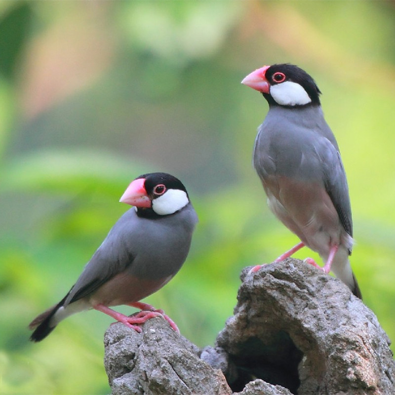 【送鸟粮】观赏鸟幼灰珍珠鸟繁殖白文鸟宠物鸟手玩鸟活体一对珍珠,淘宝优惠券,粉丝福利购,淘宝优惠卷