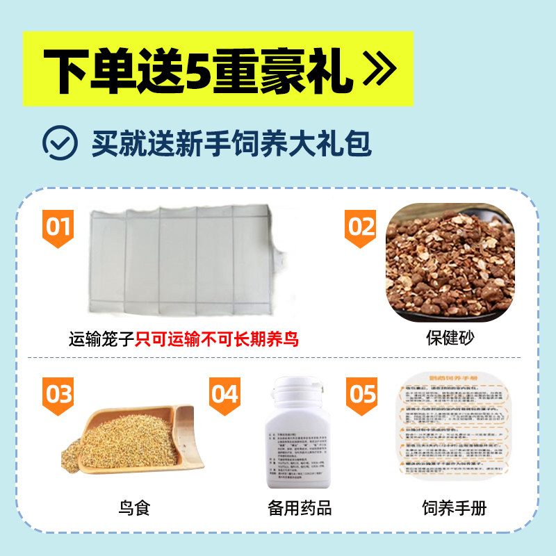 良姗博成年虎皮鹦鹉繁殖鸟下蛋鸟种鸟中小型彩色鹦鹉鸟宠物鸟活体,淘宝优惠券,粉丝福利购,淘宝优惠卷