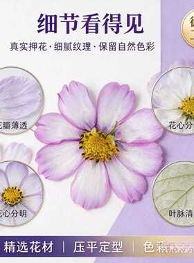 波斯菊格桑花干花押花压花情人节手工礼物滴胶手机壳七夕
