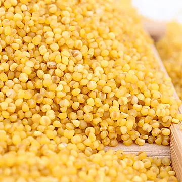 山西有机黄小米900g[10元优惠券]-寻折猪