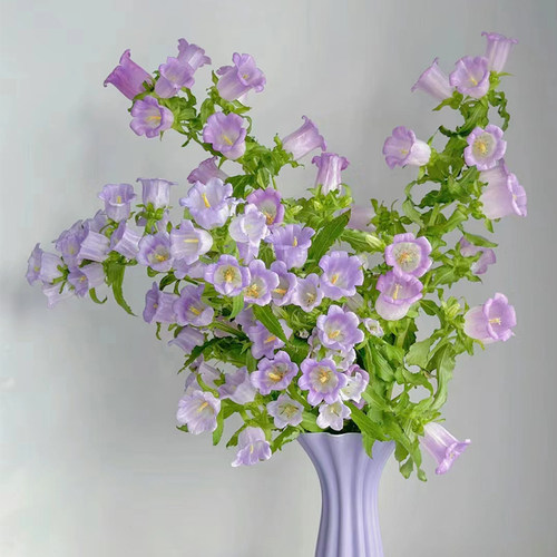 鲜花风铃花鲜花草紫罗兰鲜花可爱生日礼物洋桔梗家庭室内水培绿植 - 图1
