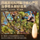 Brazilian pine nuts 2025 new arrival special large particles