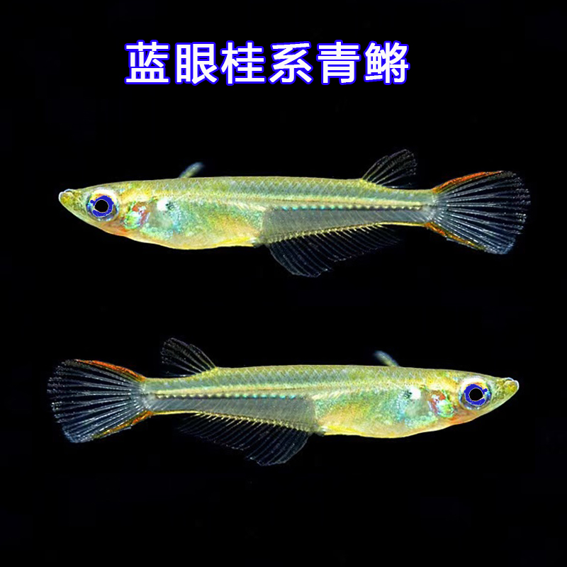 蓝眼桂系青鳉观背青将观赏鱼活体水族原生群游小型淡水冷水除油膜 - 图0