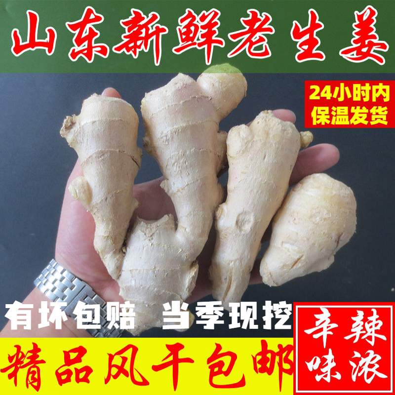 山东大姜生鲜姜老姜无残留新鲜当年现挖姜母月子姜出口级三斤带泥