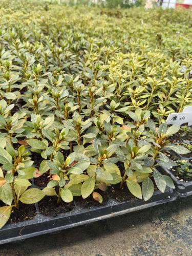 穴盘苗雾岛杜鹃杂交杜鹃花东洋杜鹃四季杜鹃皋月杜鹃进口新品种 - 图2